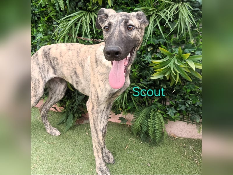 Scout geb. 12/2023 (in Deutschland) - wunderschöner, kluger und sportlicher Galgo-Mix!