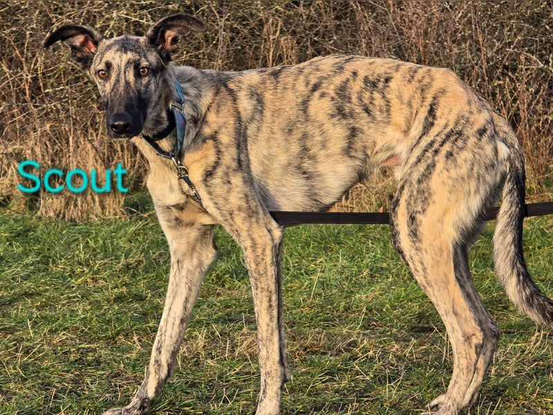Scout geb. 12/2023 (in Deutschland) - wunderschöner, kluger und sportlicher Galgo-Mix!