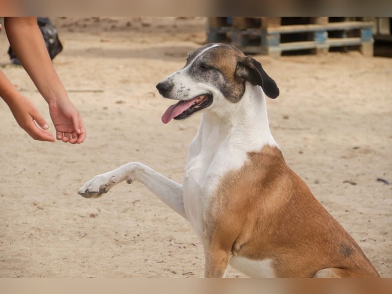 *Mr Park* | Ein besonderer Name *|* Für einen besonderen Hund |
