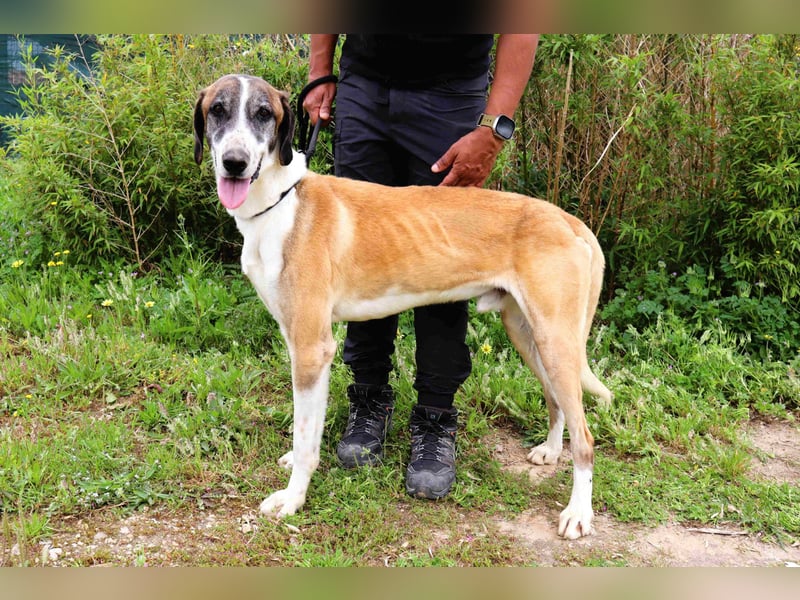 *Mr Park* | Ein besonderer Name *|* Für einen besonderen Hund |