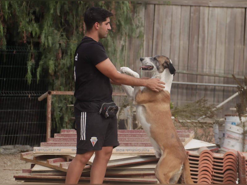 *Mr Park* | Ein besonderer Name *|* Für einen besonderen Hund |