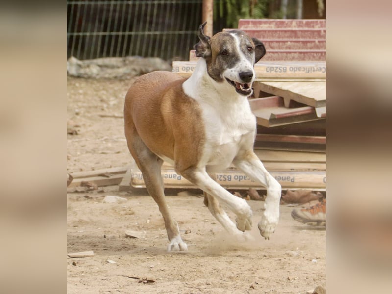 *Mr Park* | Ein besonderer Name *|* Für einen besonderen Hund |