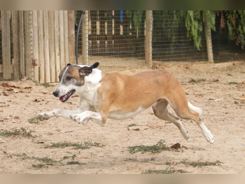 *Mr Park* | Ein besonderer Name *|* Für einen besonderen Hund |