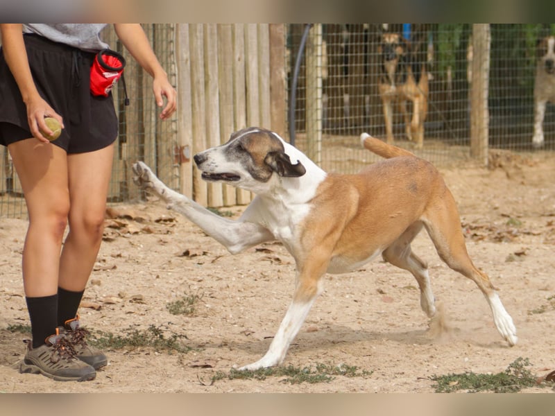 *Mr Park* | Ein besonderer Name *|* Für einen besonderen Hund |