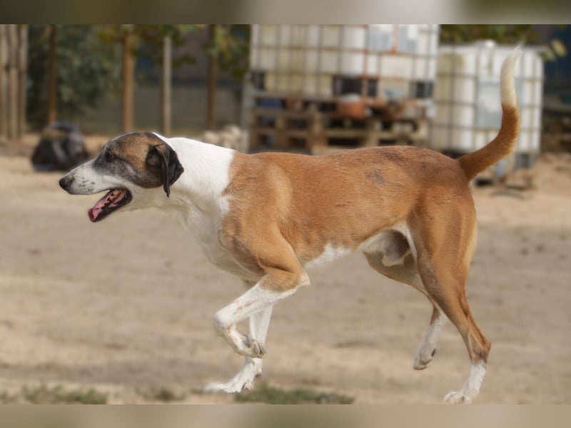 *Mr Park* | Ein besonderer Name *|* Für einen besonderen Hund |