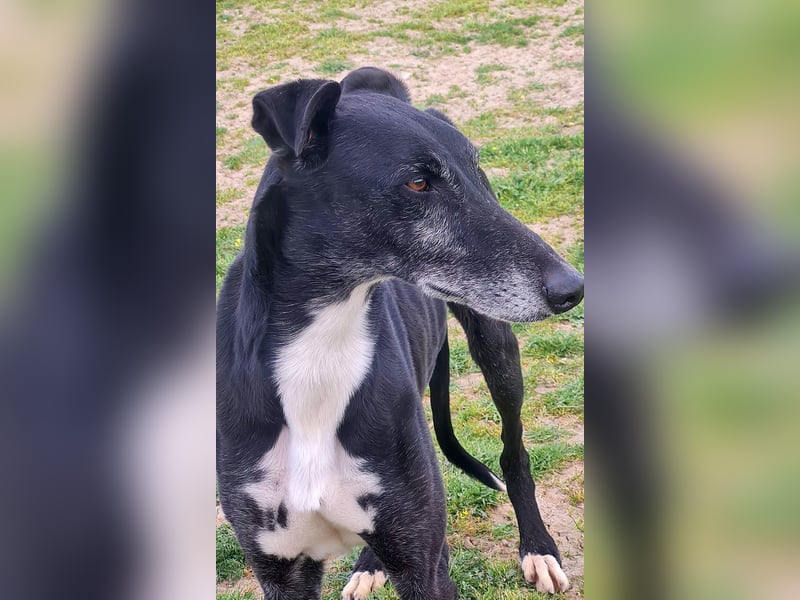 Galgo Navin sucht Dosenöffner