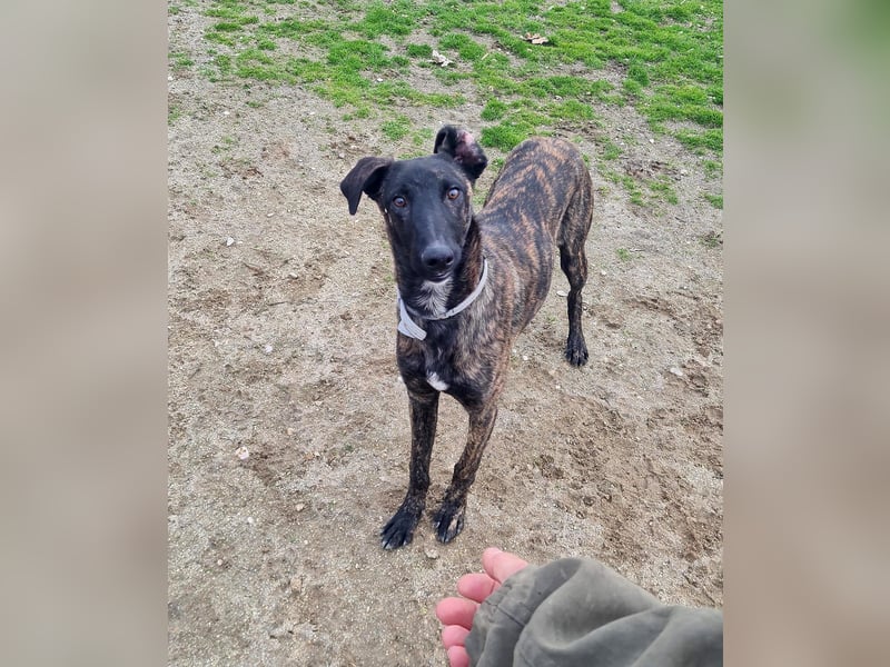 Civic - wunderschöner Galgo-Malinois-Mox