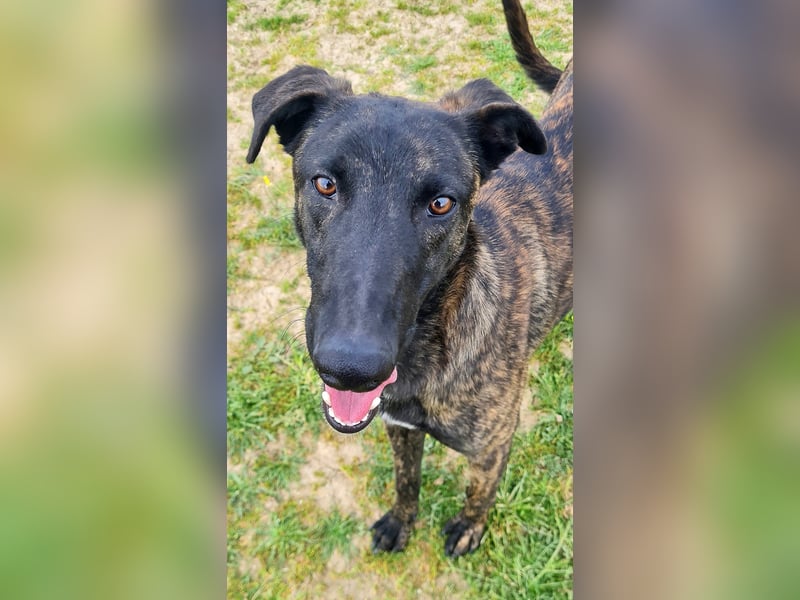 Civic - wunderschöner Galgo-Malinois-Mox