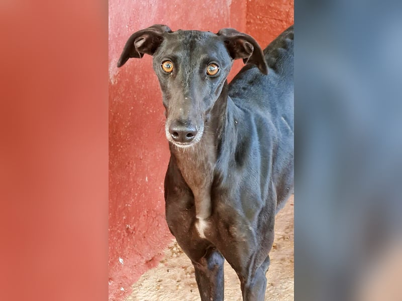 Charlotte, wunderschöne Galga Dame sucht Familie