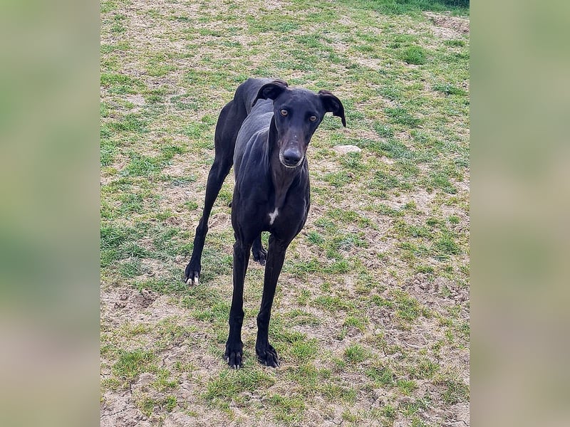 Charlotte, wunderschöne Galga Dame sucht Familie