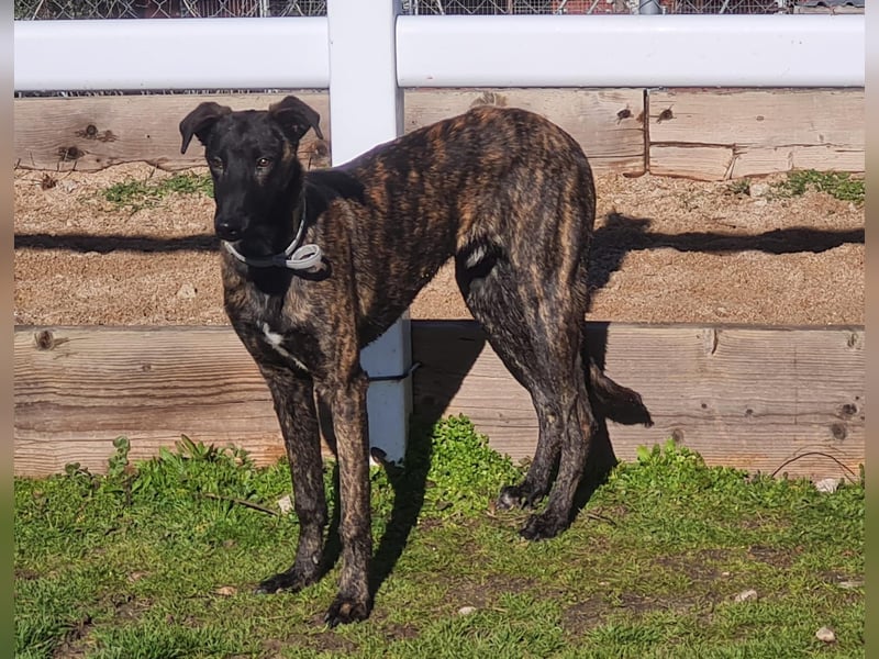 Bruce - lebensfroher Galgo sucht aktive Menschen