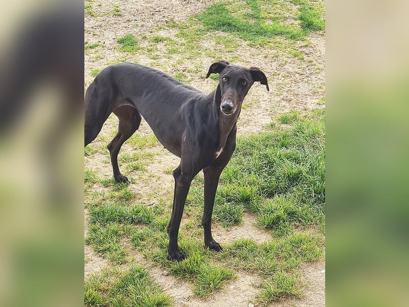 Charlotte, wunderschöne Galga Dame sucht Familie