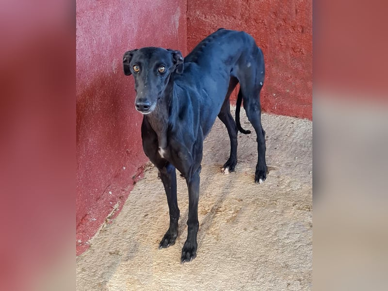 Charlotte, wunderschöne Galga Dame sucht Familie