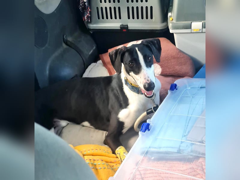 Harley, wunderschöner Galgo sucht Zuhause