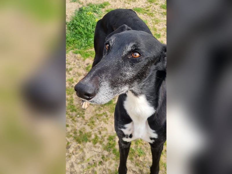 Omar - verschmuster Galgo sucht Familie