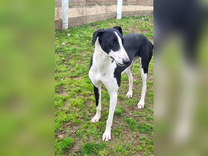 Harley, wunderschöner Galgo sucht Zuhause