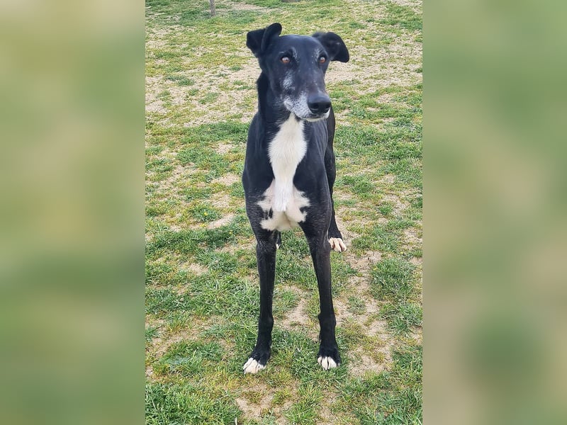 Galgo Navin sucht Dosenöffner