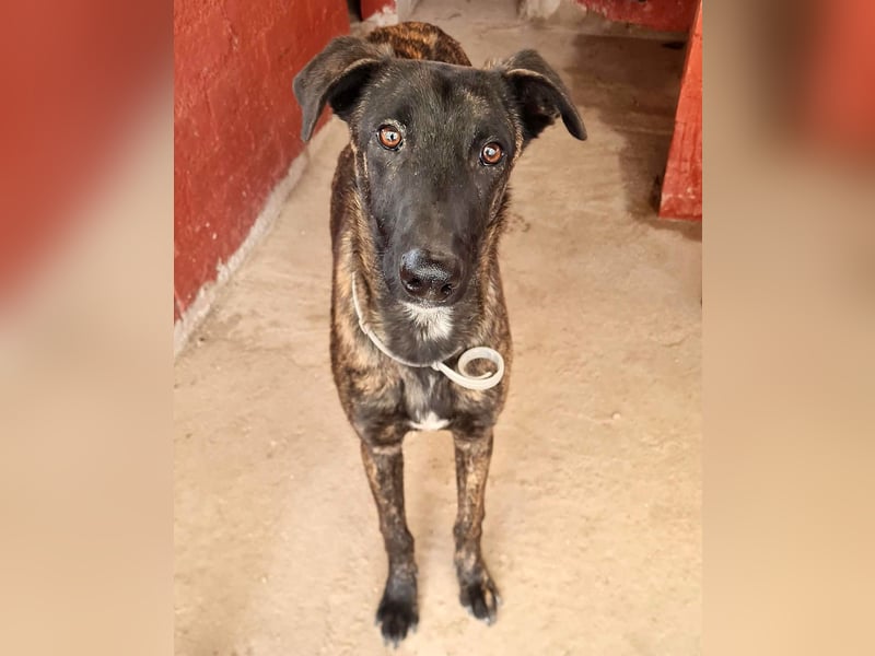 Bruce - lebensfroher Galgo sucht aktive Menschen