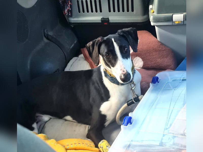 Harley, wunderschöner Galgo sucht Zuhause