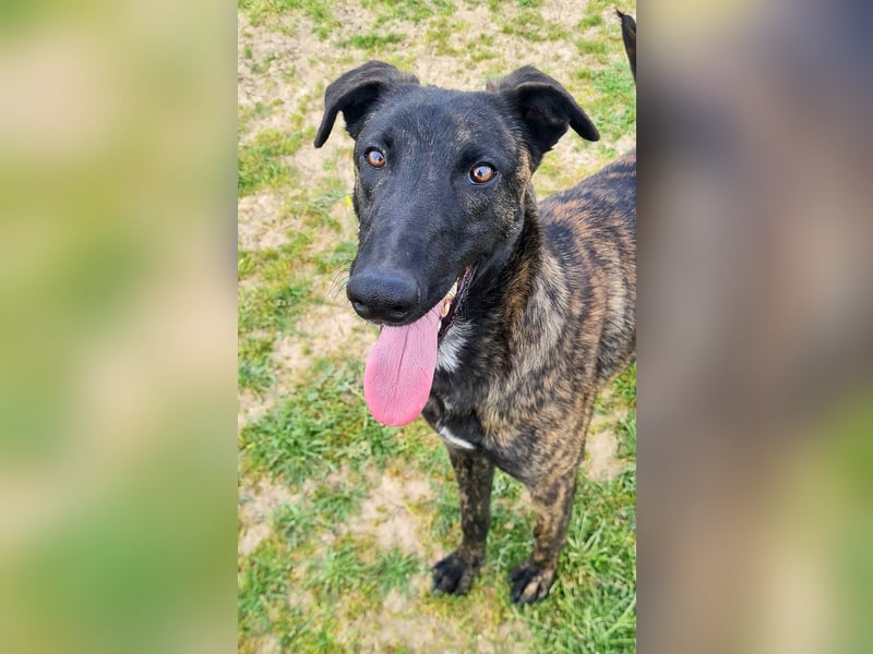 Bruce - lebensfroher Galgo sucht aktive Menschen