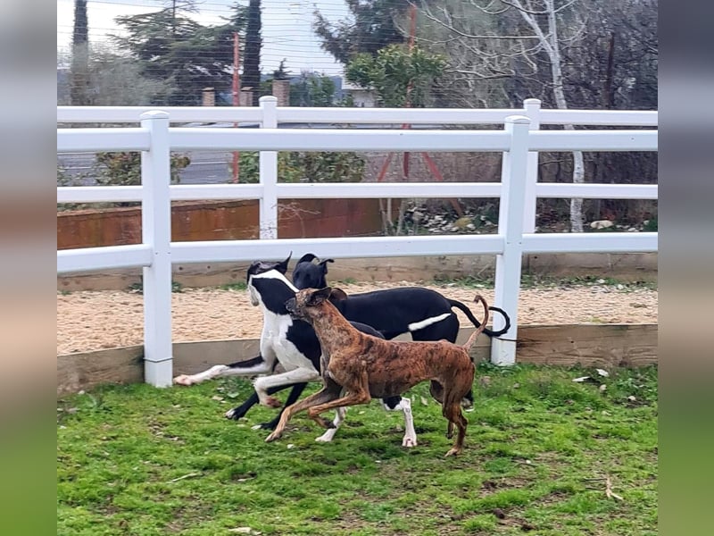 Harley, wunderschöner Galgo sucht Zuhause