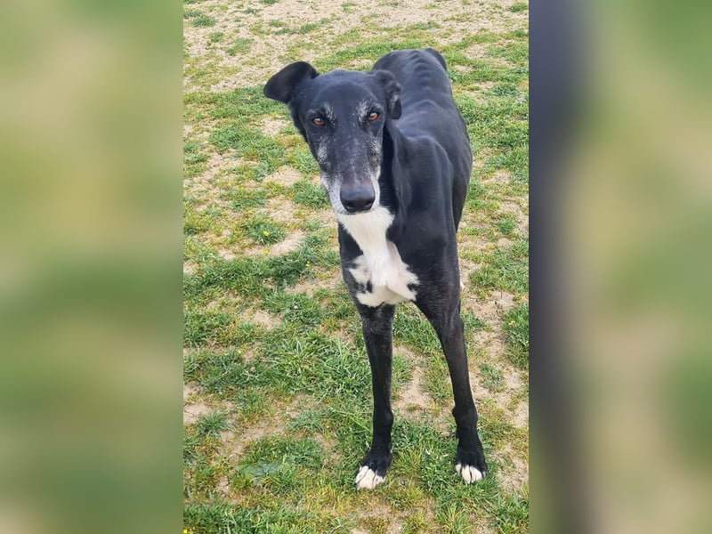 Omar - verschmuster Galgo sucht Familie
