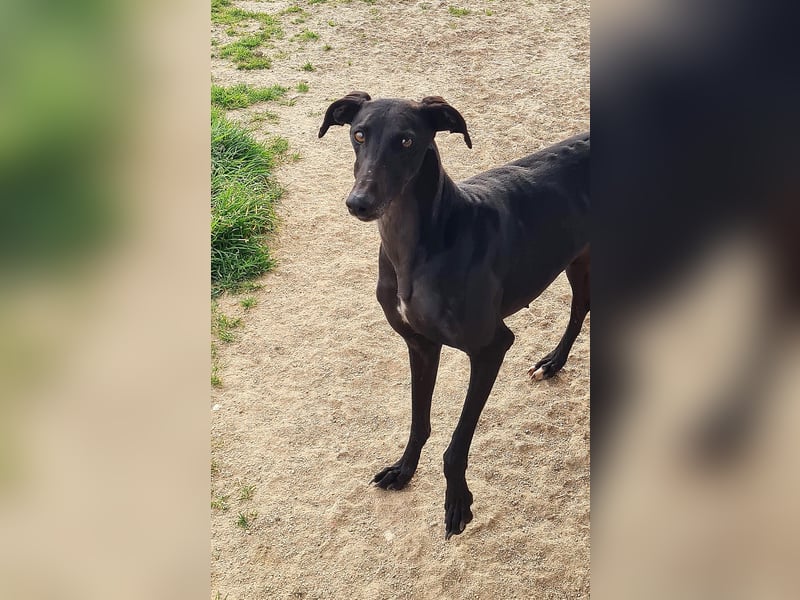 Charlotte, wunderschöne Galga Dame sucht Familie