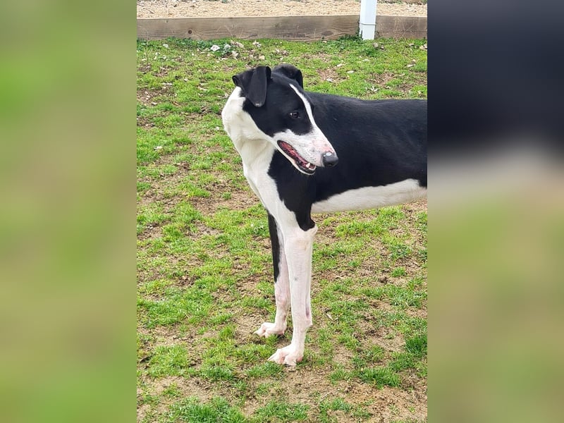 Harley, wunderschöner Galgo sucht Zuhause