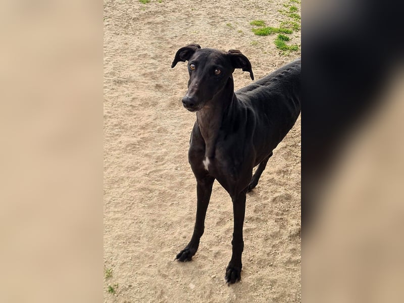 Charlotte, wunderschöne Galga Dame sucht Familie