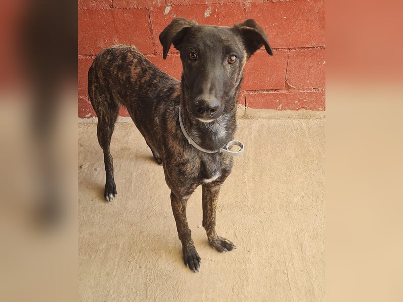 Bruce - lebensfroher Galgo sucht aktive Menschen