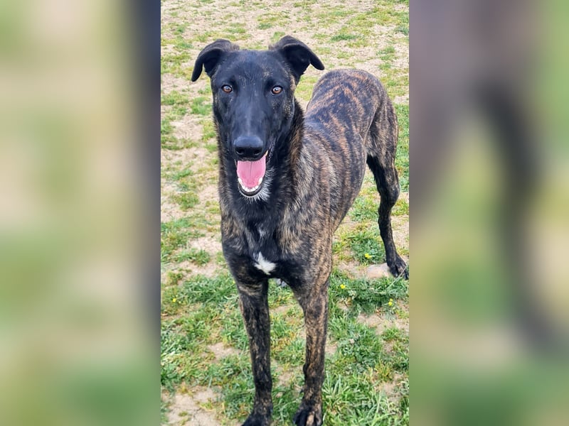 Civic - wunderschöner Galgo-Malinois-Mox