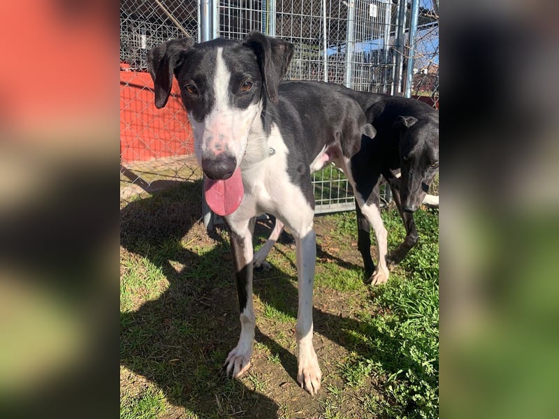 Harley, wunderschöner Galgo sucht Zuhause
