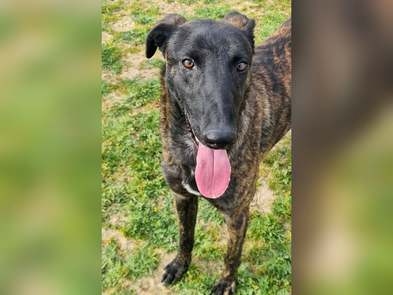 Bruce - lebensfroher Galgo sucht aktive Menschen