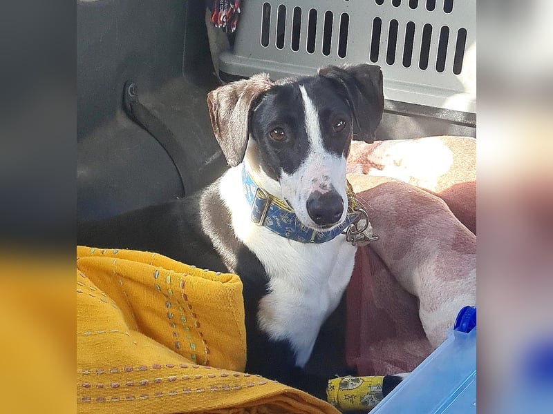 Harley, wunderschöner Galgo sucht Zuhause