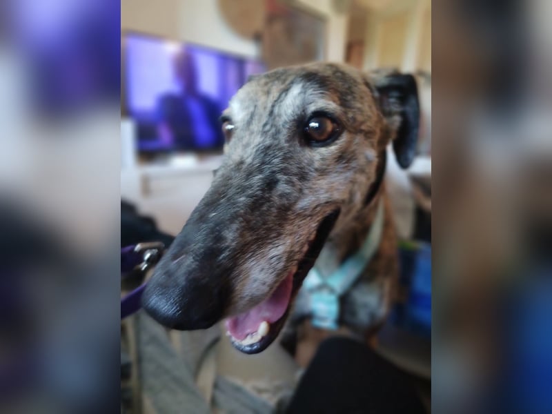 Leon - Galgo im besten Alter sucht dich!!!