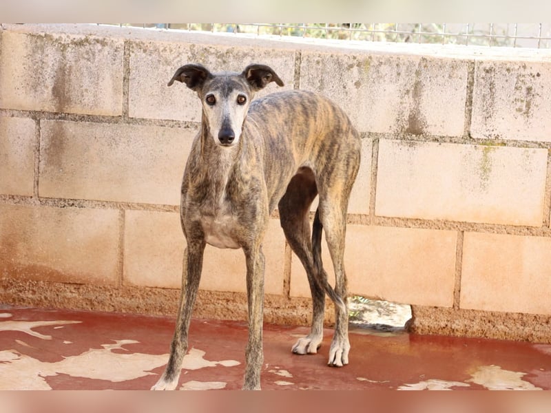 Agripina - Galgo-Ömi sucht endlich ihr Zuhause