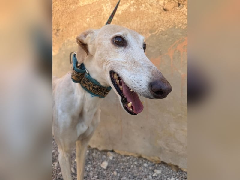 Galgo-Ömchen sucht Sofa-Platz