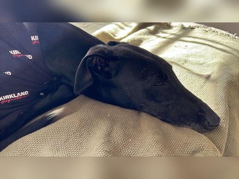 Wunderschöne Kata sucht Menschen mit Zeit