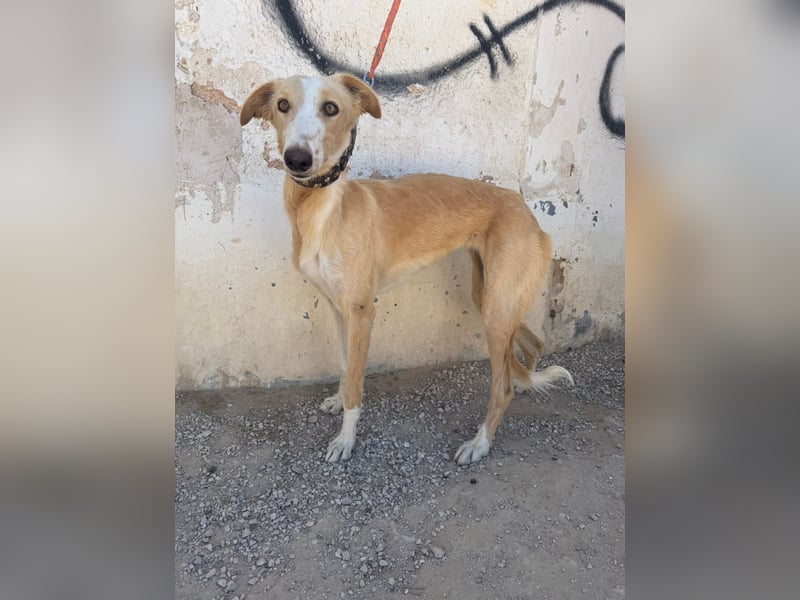 Coti sucht ihre Familie!