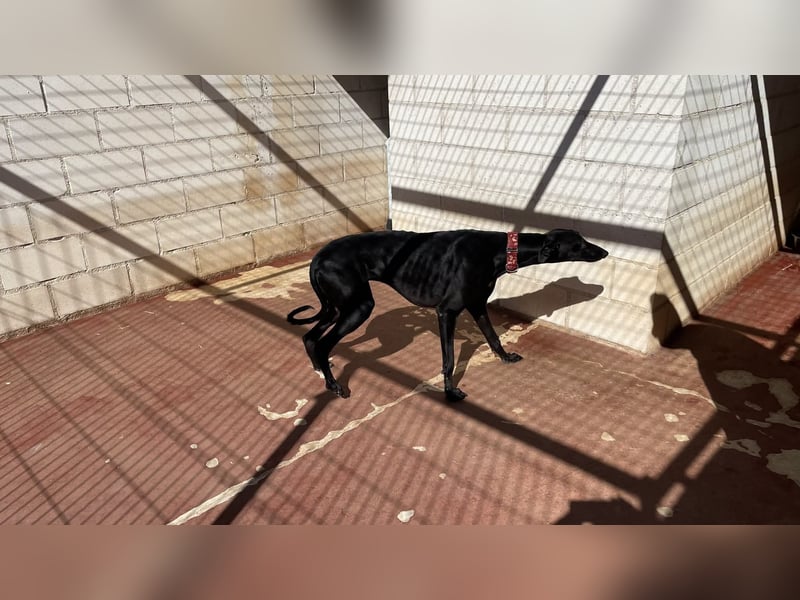 Kiwi - schwarzer Prinz sucht Zuhause
