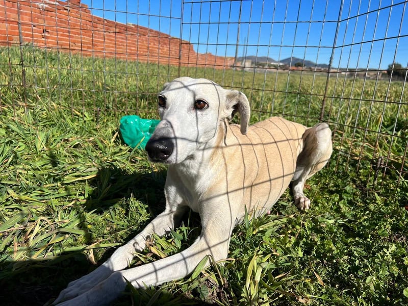 Fiona - Golden Oldie sucht warmes Körbchen