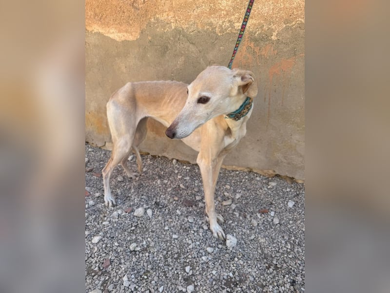 Galgo-Ömchen sucht Sofa-Platz