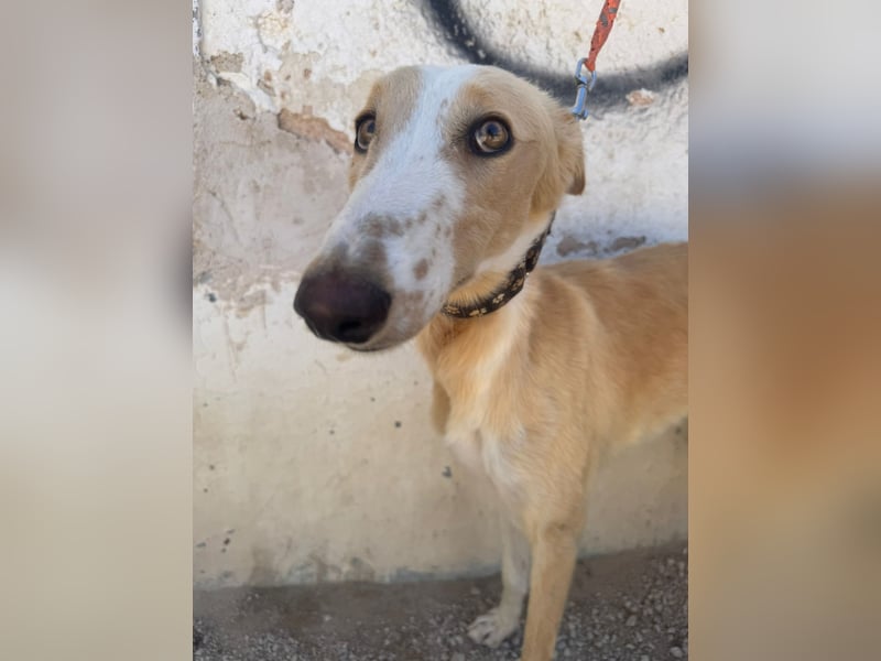 Coti sucht ihre Familie!