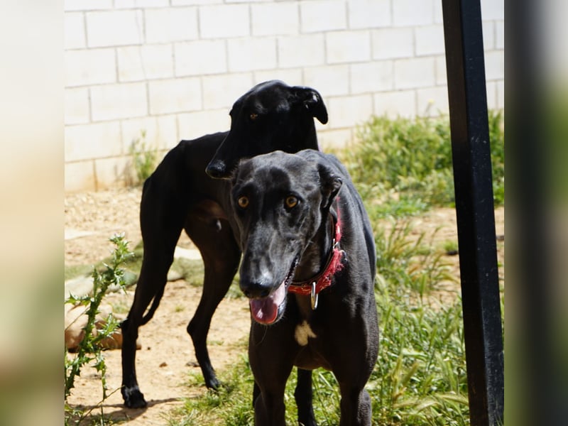 Mango - Black Beauty sucht dich