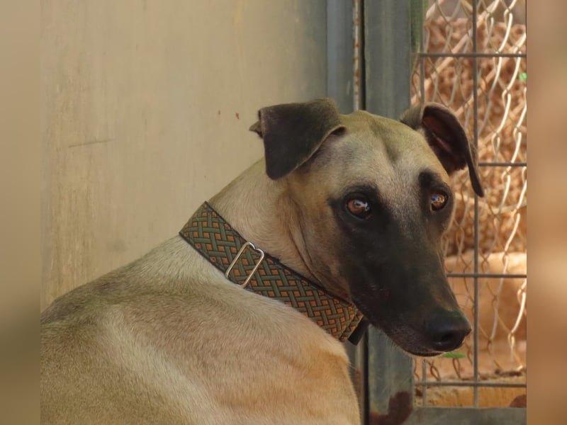 Anatol - eine Siamkatze als Galgo - einfach wunderschön!!!