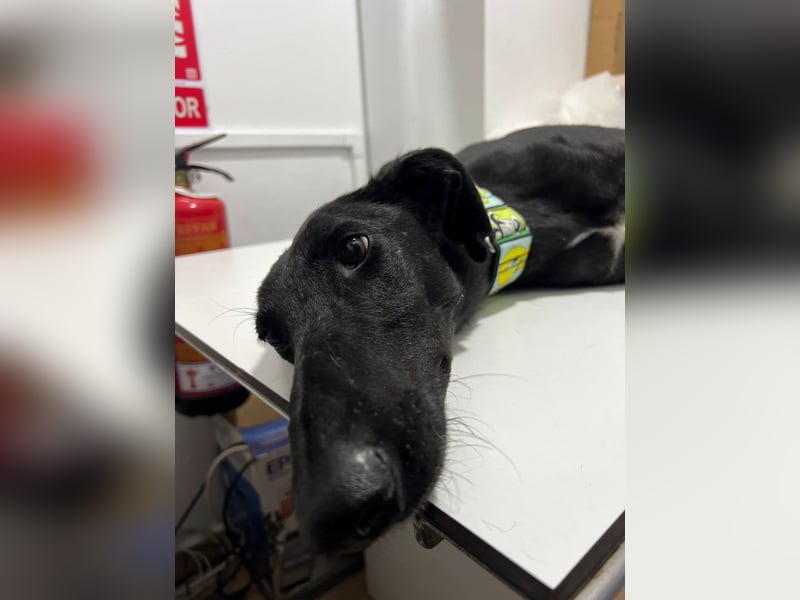 Lucio- kleiner schwarzer Panther sucht neuen Wirkungskreis