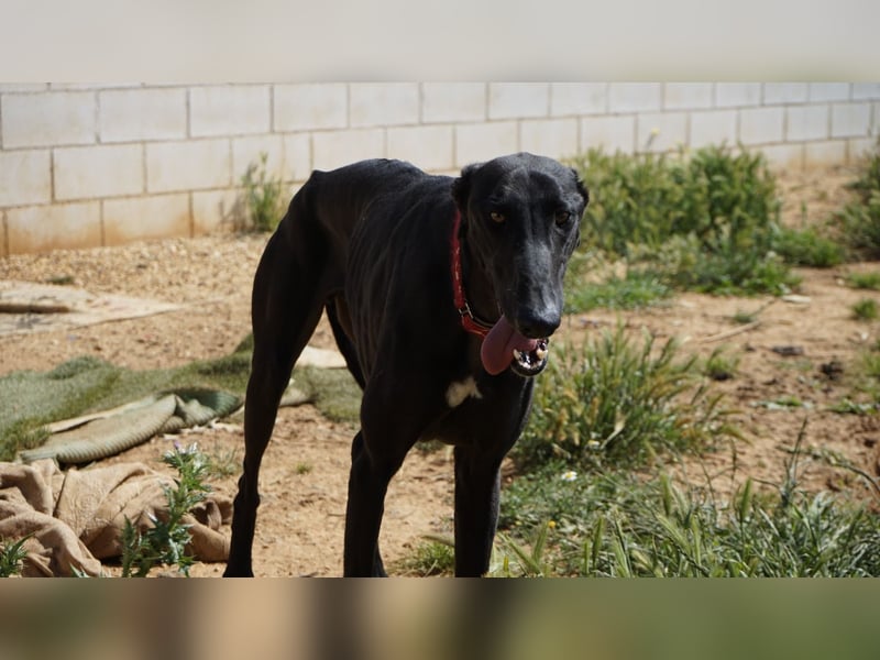 Mango - Black Beauty sucht dich