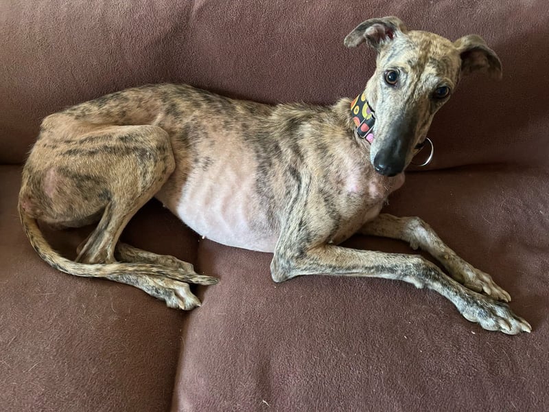 Vida - kleine Maus möchte ankommen
