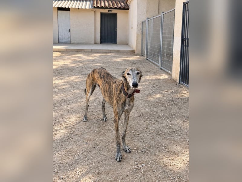 Bruno - Charming Boy ist auf der Suche