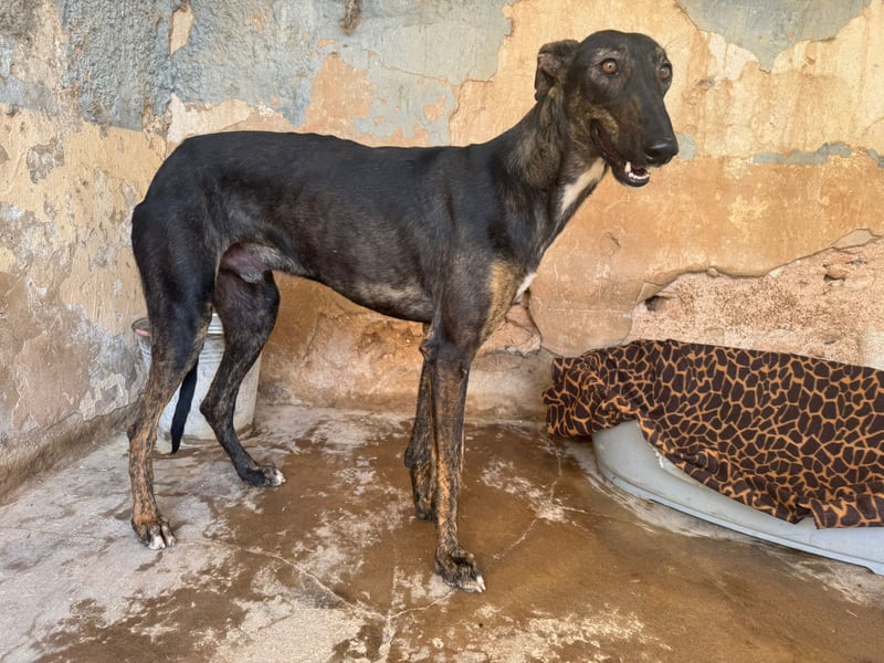 Toller Galgo-Mix Rey ist reisebereit